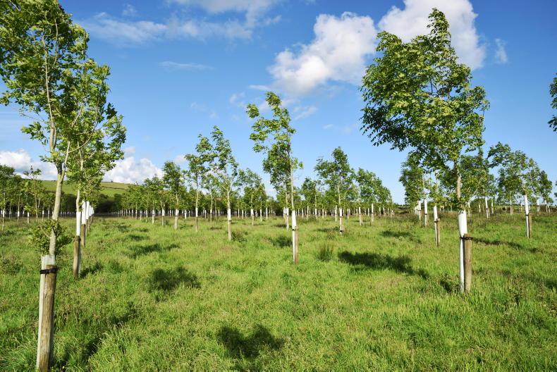 Just four farmers received payments under the agroforestry scheme last year - Vimarsana News