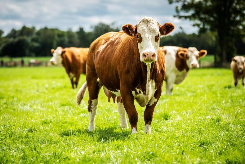 Drystock farmers willing to make the switch to organics – ICSA - Vimarsana News