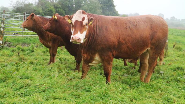 Grass+ Beef: end of grazing in sight for most beef farms - Vimarsana News