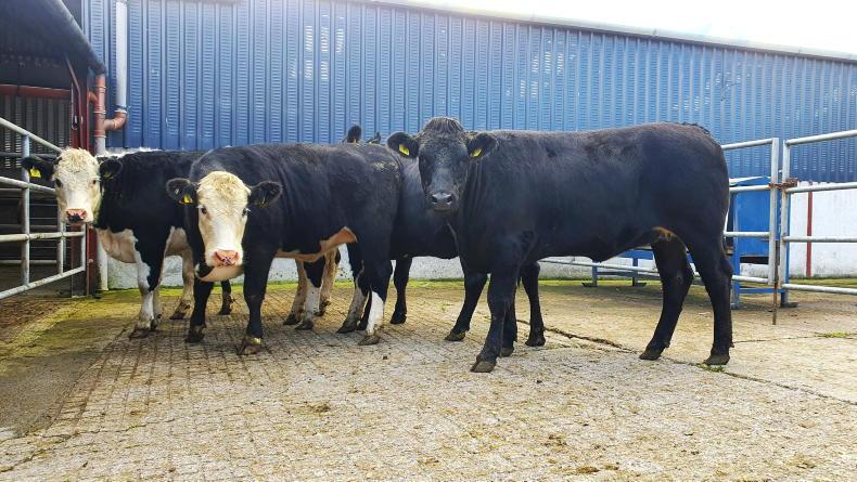 Thrive weekly roundup: autumn farm walks and demo farm update - Vimarsana News
