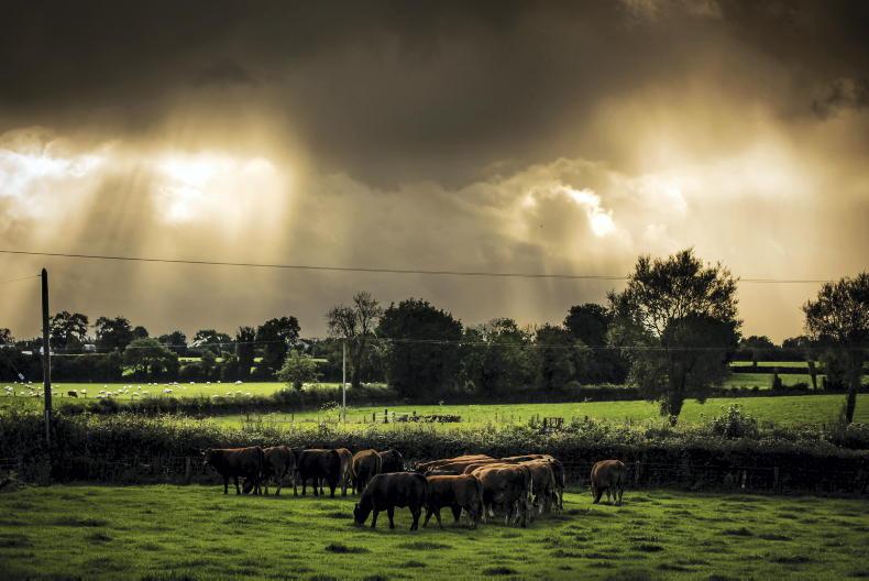 In pictures: Tullamore Farm prepares for fourth draft heifer sale - Vimarsana News