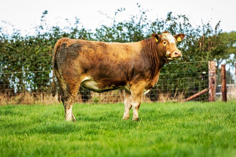 In pictures: Tullamore Farm in-calf heifers top €2,600 - Vimarsana News