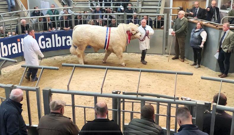 Charolais bull average up £1,700 in Stirling - Vimarsana News