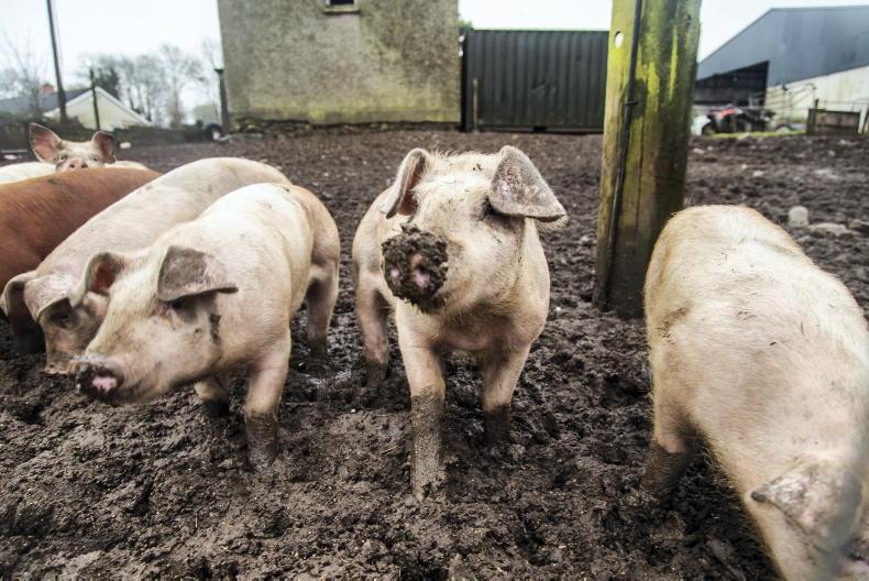 Pig farmers protest in Portlaoise against imported meat - Vimarsana News