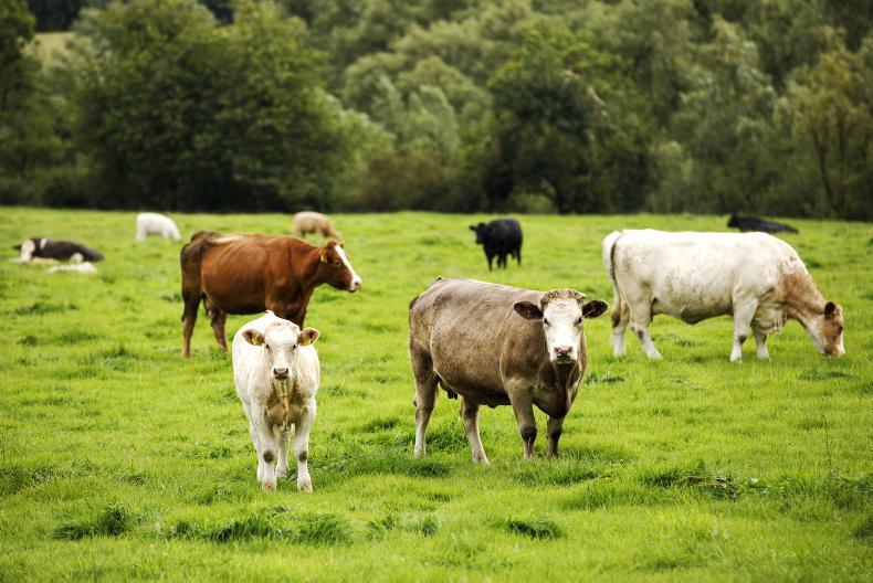 No limit on cow numbers in new suckler scheme - Vimarsana News