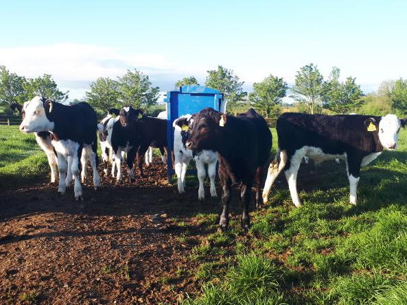 Deadline approaching for farmers in Dairy Beef Calf Programme - Vimarsana News