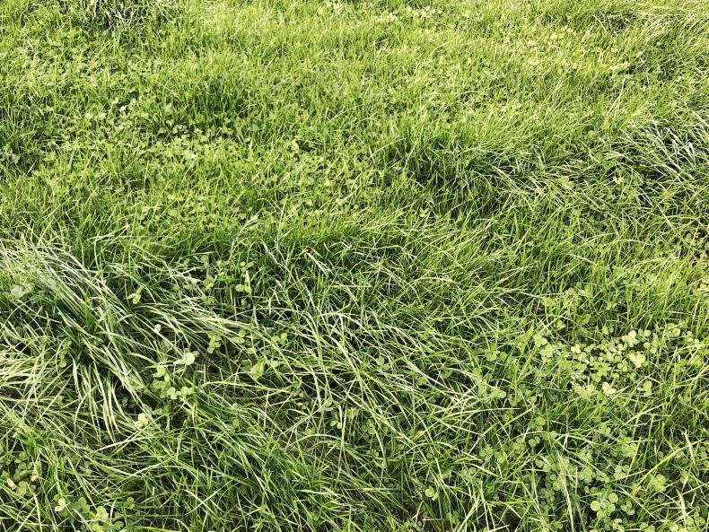 Grass+: days left at grass limited - Vimarsana News