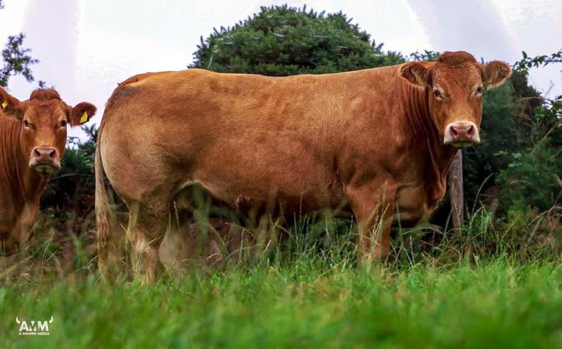 In pictures: Ballinahinch Limousin dispersal tops €17,200 - Vimarsana News
