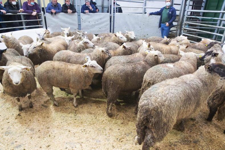 Bidding wars for lambs as prices knock on door of €7/kg - Vimarsana News
