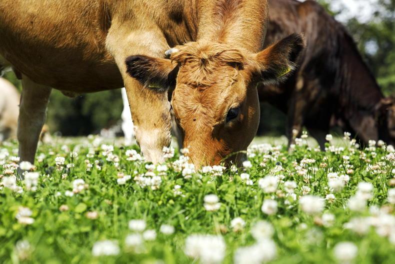 Early slaughter premium is mooted in climate plan - Vimarsana News