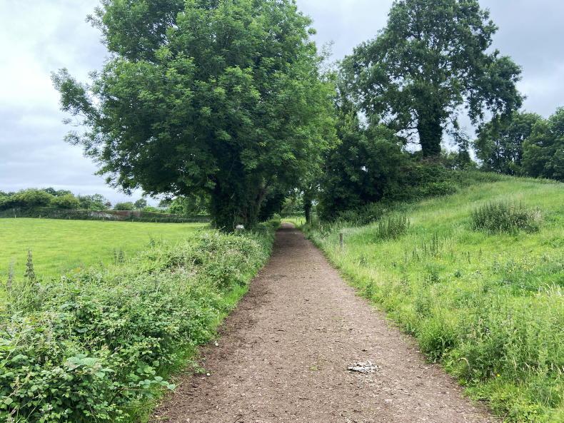 Cork neighbours fined for illegal hedgerow destruction - Vimarsana News