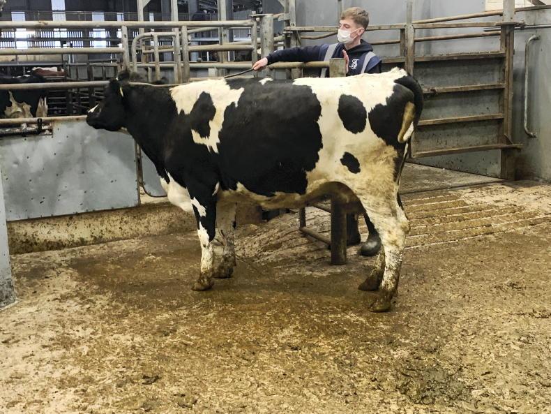 In pictures: parlour cow numbers increasing in Listowel - Vimarsana News