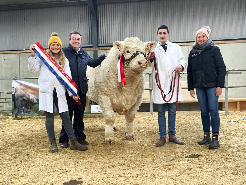 Ballym herd sets the pace at Charolais Tullamore sale - Vimarsana News