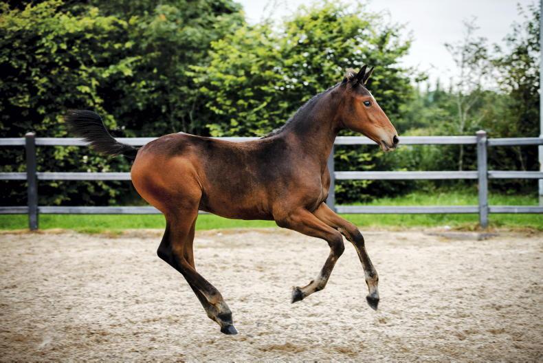 Foal fee increase waived for 2021 