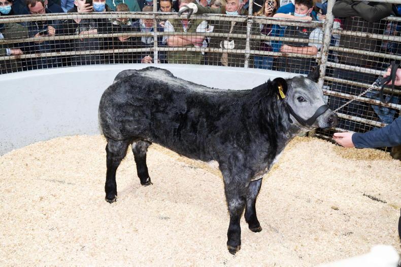 Camera at the Mart heifer calves on fire in Donegal Free