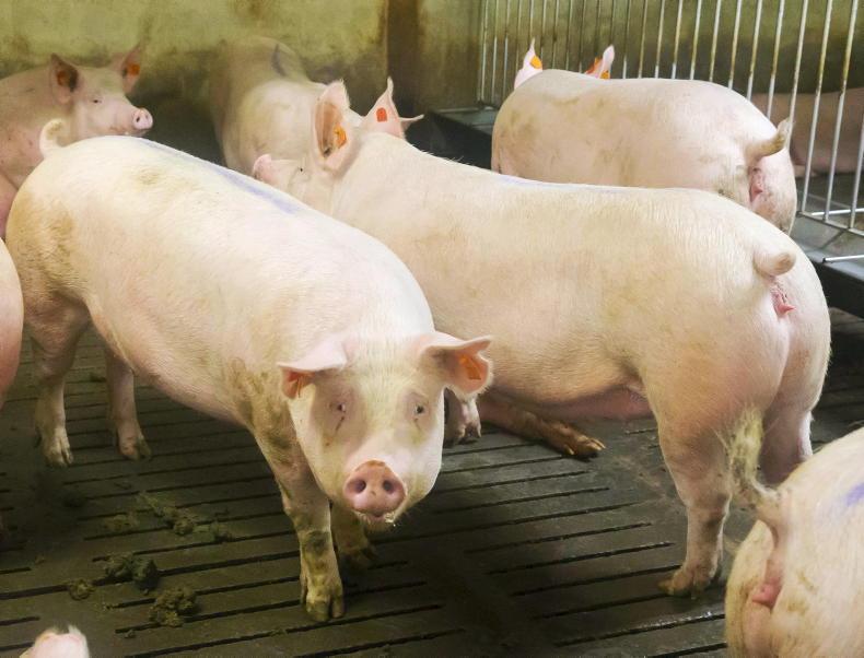 Sows selling for a few pounds  