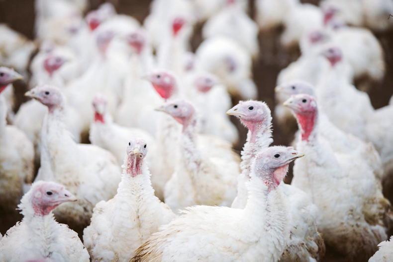 Fears of bird flu spread among poultry farmers - Vimarsana News