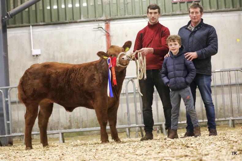 €18,000 for eight-month-old heifer at Carrick Winter Fair - Vimarsana News