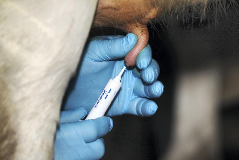 Dairy management: top tips for tubing cows - Vimarsana News