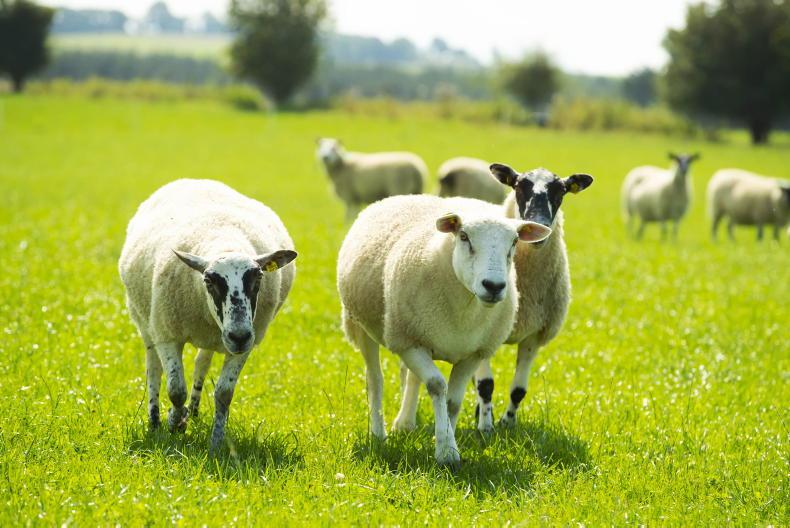 Beef and sheep trade review and outlook - Vimarsana News
