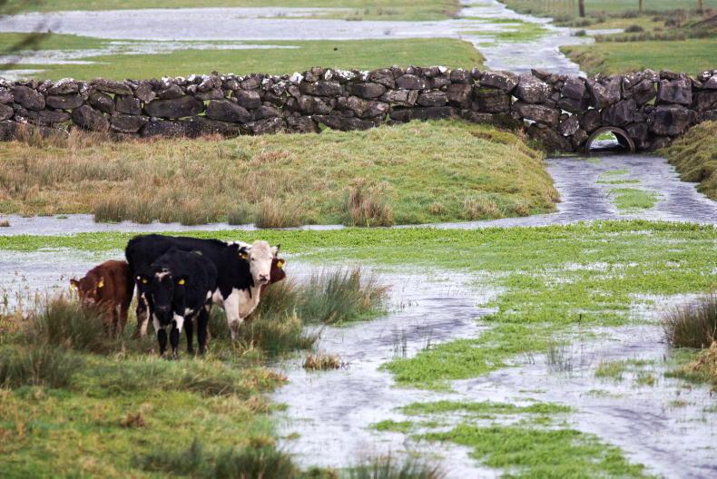 Teagasc and NUIG secure €600,000 to study best ways to rewet land - Vimarsana News