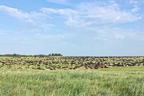 US beef exports to shatter records in 2021 - Vimarsana News