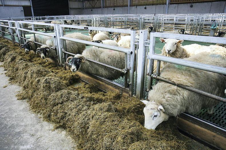 Achieving £5,000 extra output in a 200-ewe flock - Vimarsana News