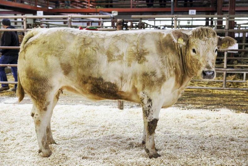Camera at the Mart: great buzz and high prices at Kanturk fatstock show and sale - Vimarsana News