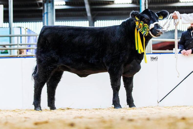 Angus Fever sale hits 29,000gns - Vimarsana News
