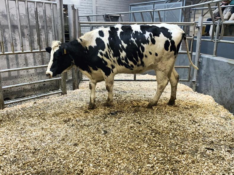 In pictures: Corrin dairy sale tops €2,080 - Vimarsana News