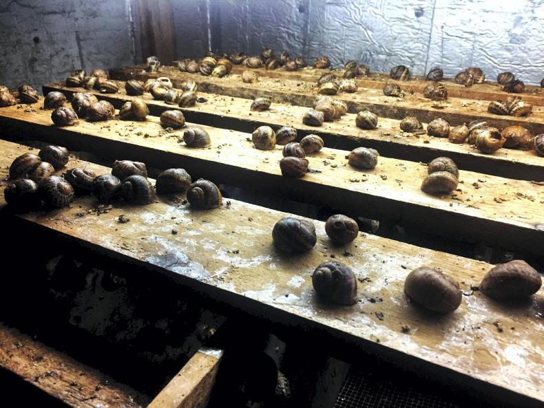 Snail farmers with herd number eligible for farm payments – McConalogue 