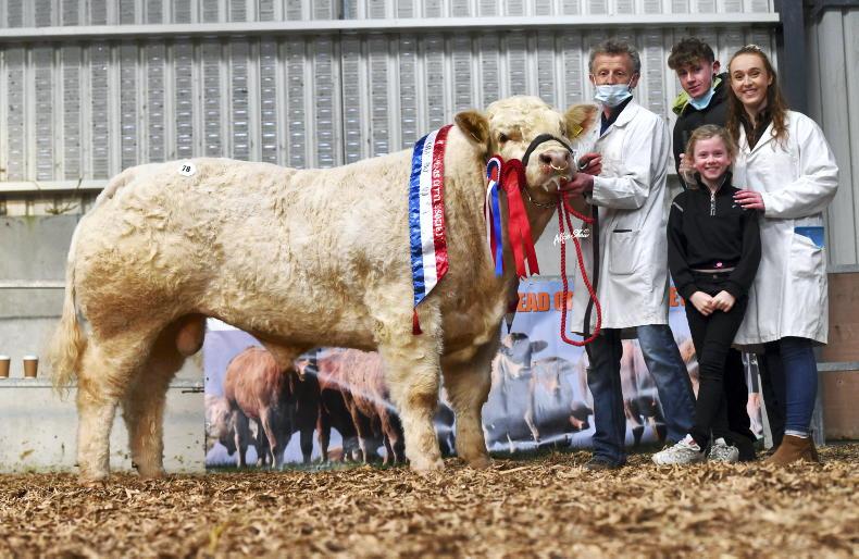 Rockey rings the bell at €19,000 in Elphin - Vimarsana News