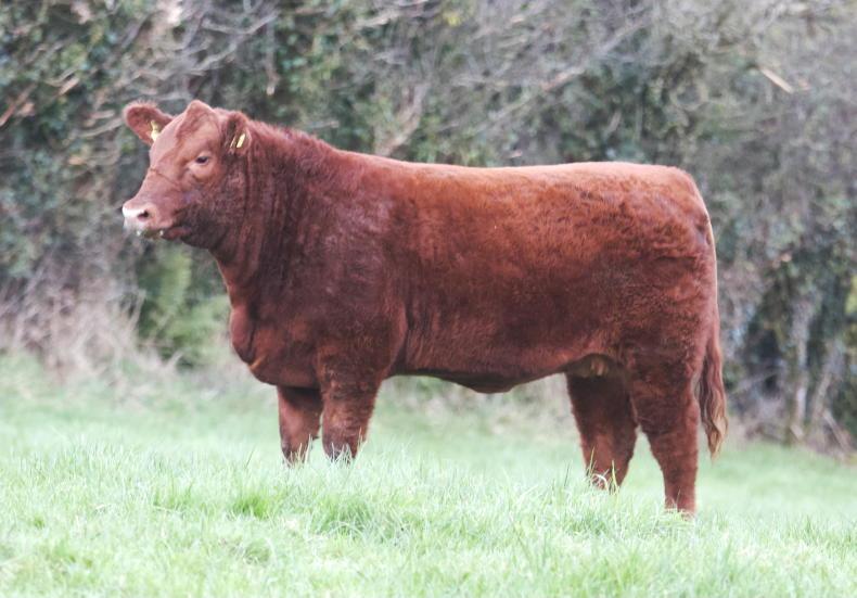 Red heifer sets Angus Elite sale alight - Vimarsana News