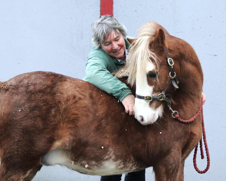 Stallions: a two-way love affair