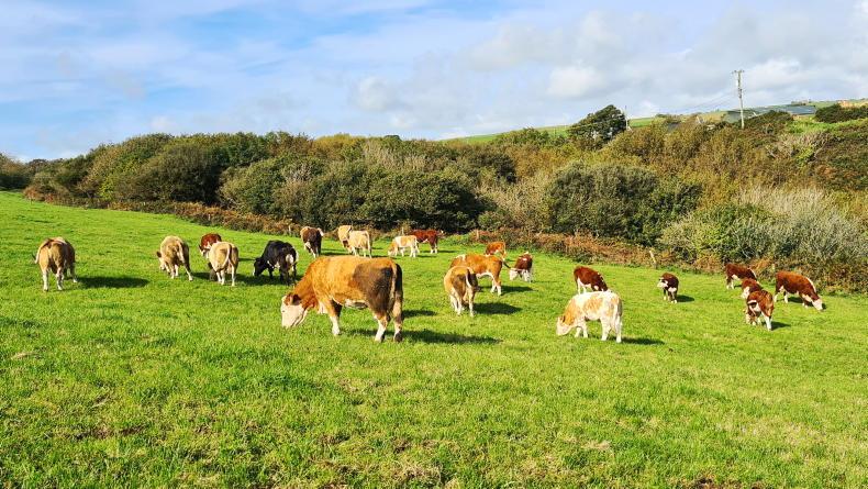 Draft Nitrates Action Programme 'unfair for less intensive farmers' - ICSA 14 December 2021 Free - Vimarsana News