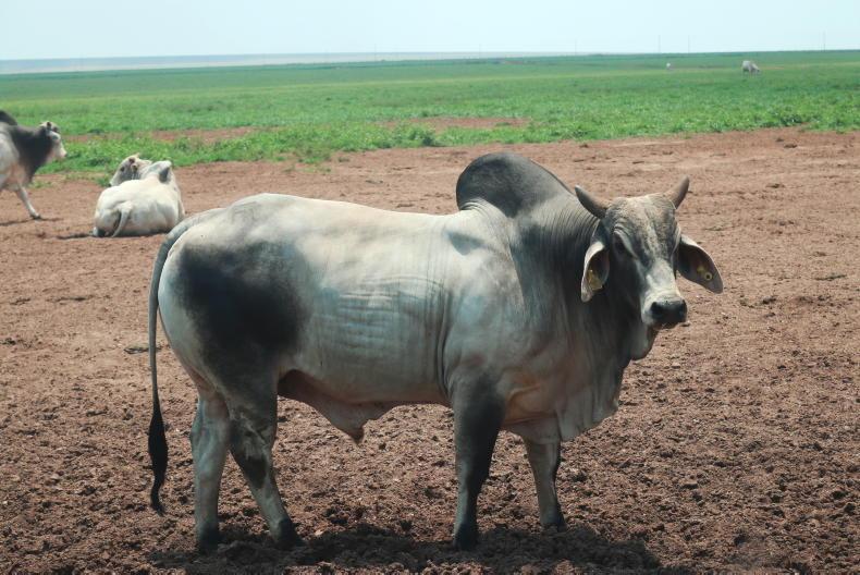 Supermarkets drop Brazilian beef over deforestation report