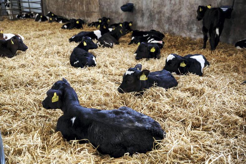 Calls for autumn calves to be eligible for 2022 Dairy Beef Calf Scheme - Vimarsana News