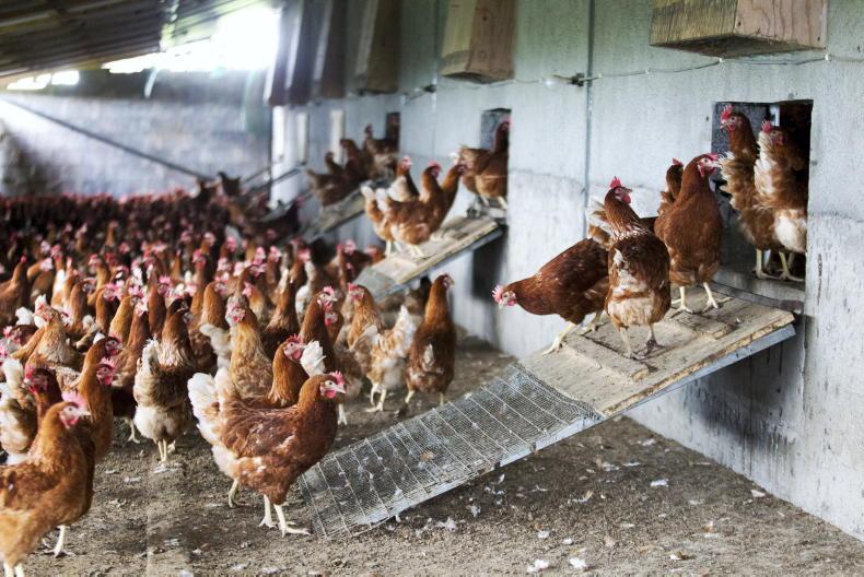 Poultry farmers to protest at retailers in Cavan - Vimarsana News