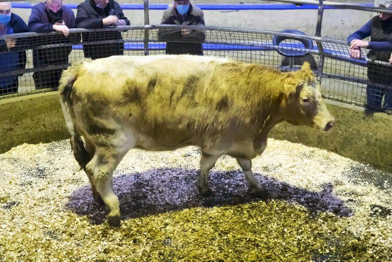 Camera at the Mart: over 99% clearance at last New Ross sale of 2021 - Vimarsana News