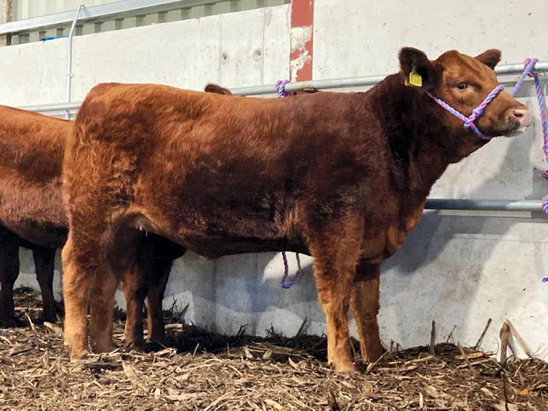 Red Angus making headlines again - Vimarsana News