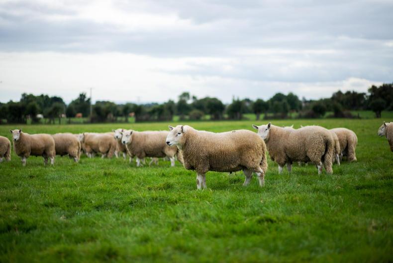 Irish food and drink exports €13.5bn in 2021 - Vimarsana News