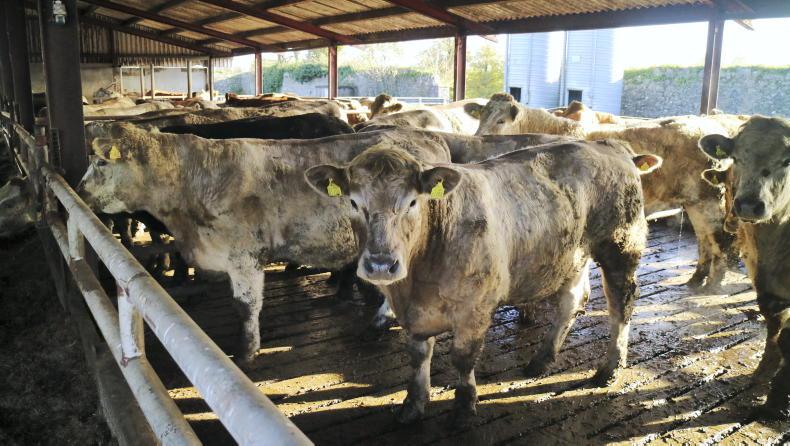Newford update: 2021 bullock sales up €222/hd, heifers up €208/hd - Vimarsana News