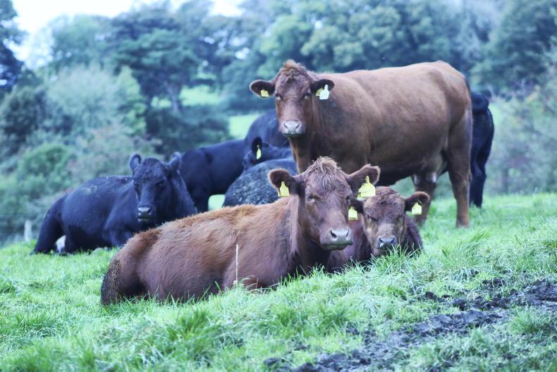 Producing low carbon beef in Co Antrim - Vimarsana News
