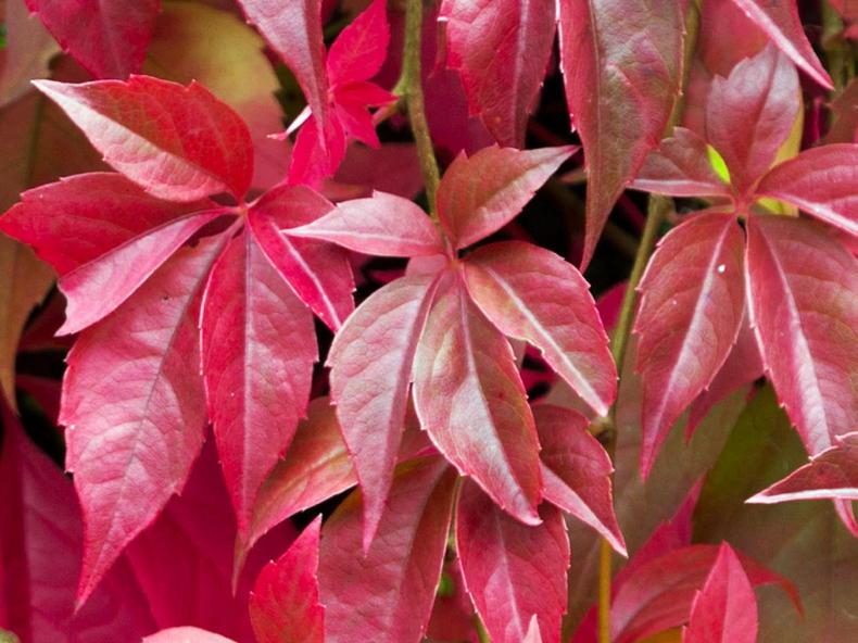 In the Garden with Gerry Daly: Virginia creeper