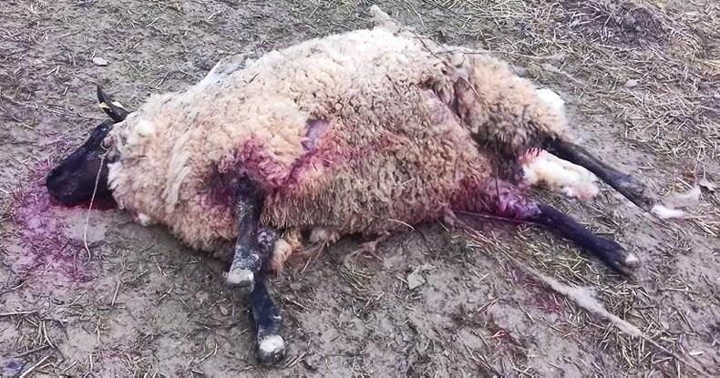 Sheep injured in two separate dog attacks in Wexford - Vimarsana News