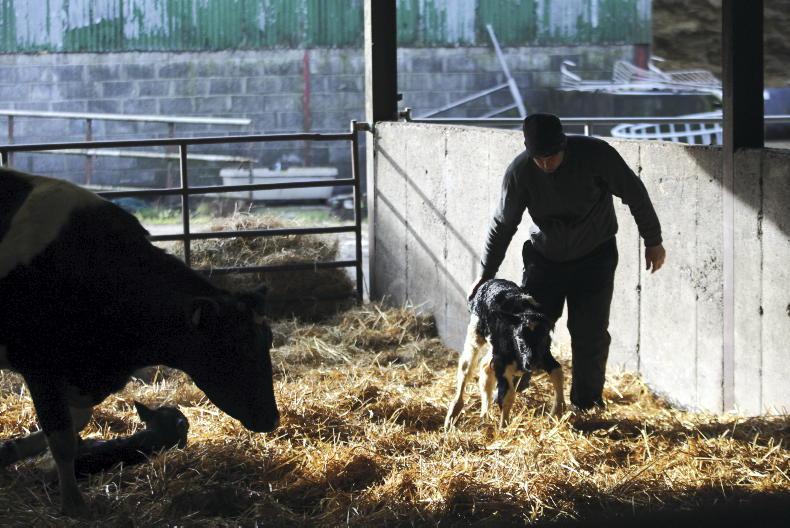 Farmer Writes: calving underway as costs set to rise - Vimarsana News