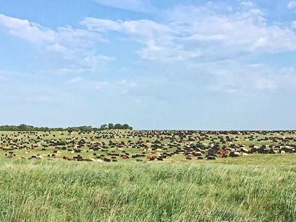 World News: US beef exports surge in 2021 - Vimarsana News