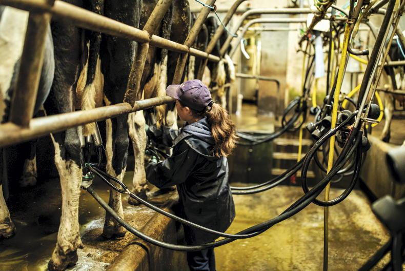 Agri jobs: lambers and calvers in high demand 