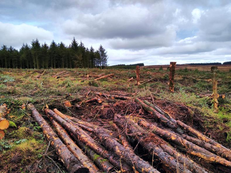 Over 70 cases of illegal tree felling reported to Department - Vimarsana News