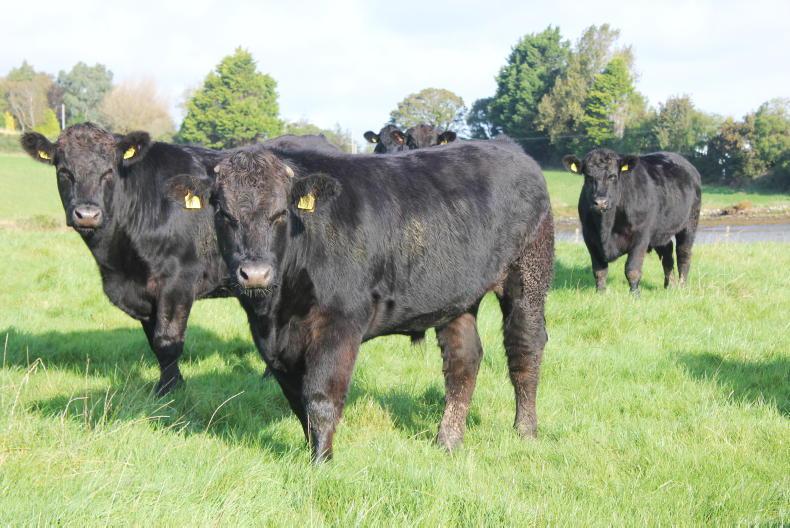 ABP to pay bonus of 20c/kg in new calf scheme - Vimarsana News